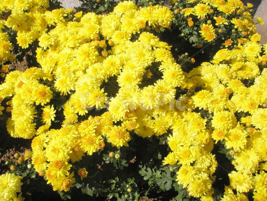 꽃,노란꽃,국화,chrysanthemum,yelloflower,식물,자연,plants,nature,꽃,flower