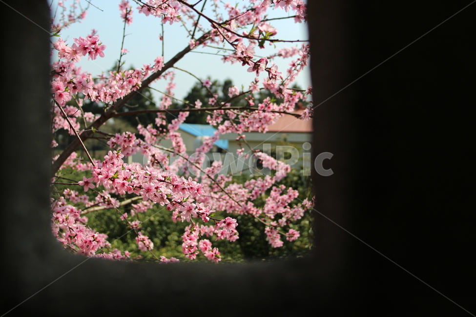 봄,제주도,복숭아꽃,식물,농장,봄,계절,spring,season,plant
