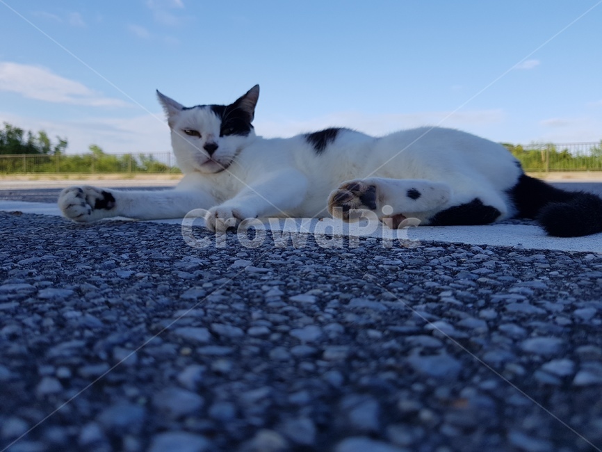 고양이,동물,평화,야옹,발바닥,동물,animal,포유류,mammal,고양이,cat,kitten,kitty