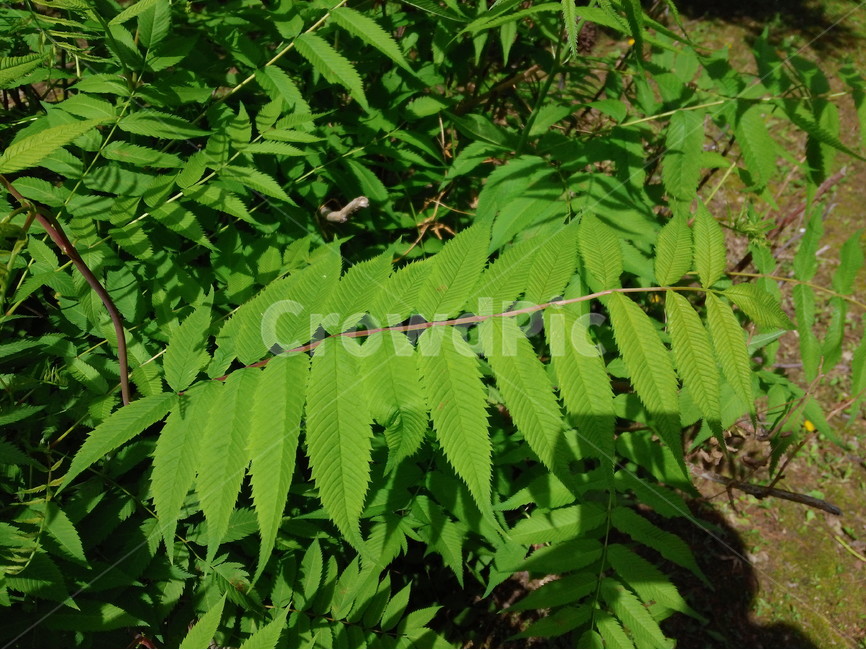 나뭇잎,녹색,공원,푸르름,싱그러움,봄,햇빛,식물,자연,plants,nature