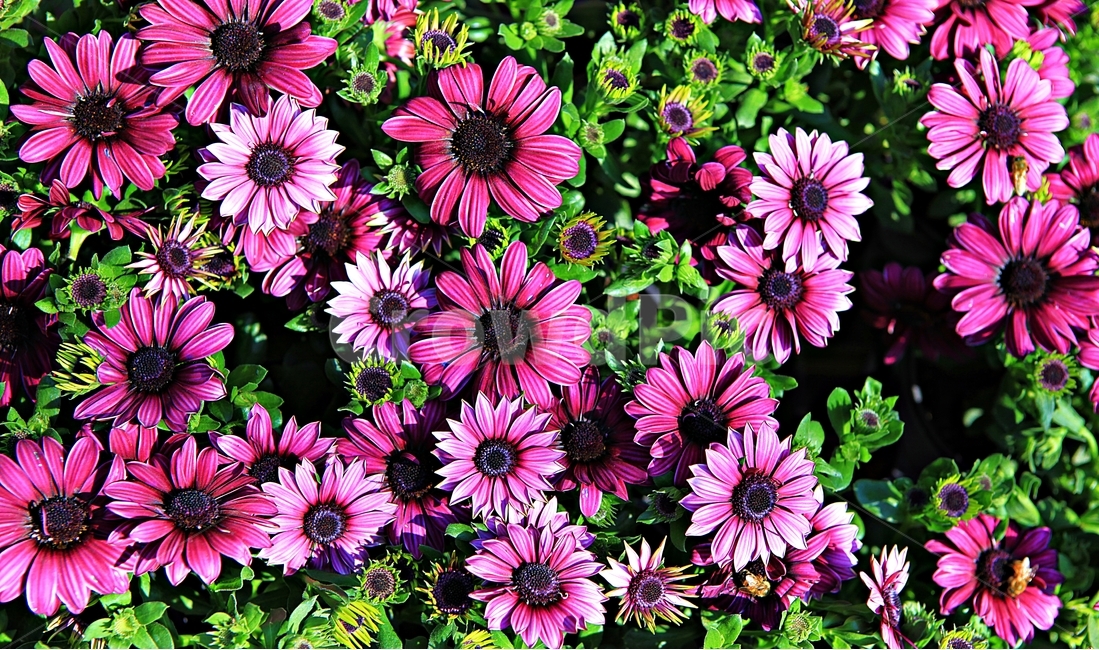 봄꽃,꽃,식물,자연,배경,식물,자연,plants,nature,꽃,flower
