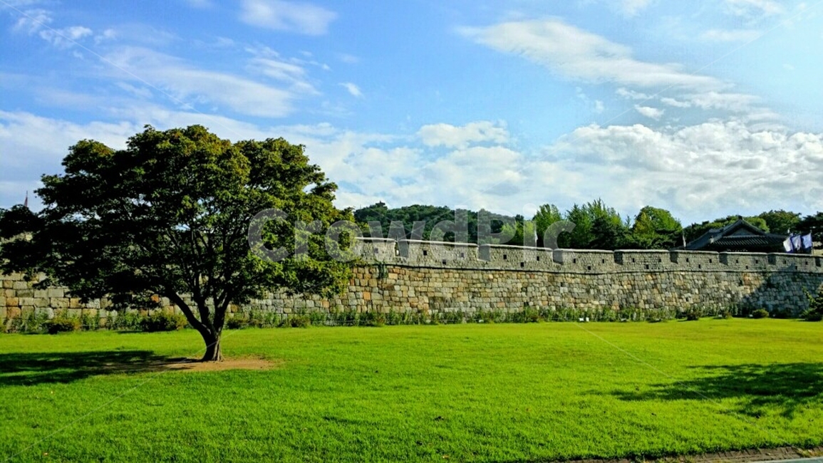 grass,plant,식물,lawn,잔디,파크,감성,컬러,색감,공원,하늘,구름,뭉게구름,파란하늘,옥외,자연,들판,풍경