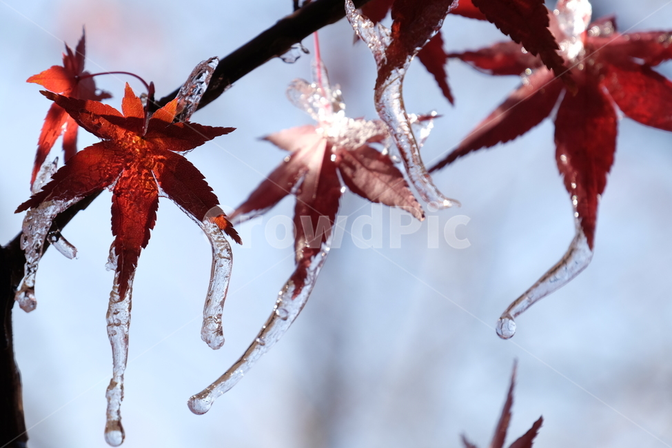 단풍,식물,자연,나무,겨울,얼음,고드름,붉은,가을,plant,nature,tree,winter,fall,ice,red,sky,blue,하늘,겨울,계절,winter,season,식물,자연,plants,nature