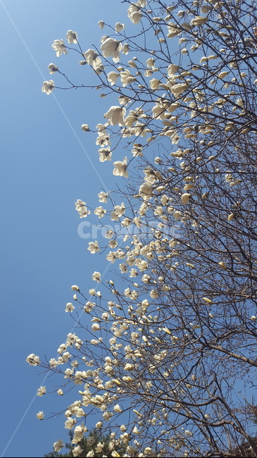 목련,목련꽃,목련나무,신이화,목화,magnolia