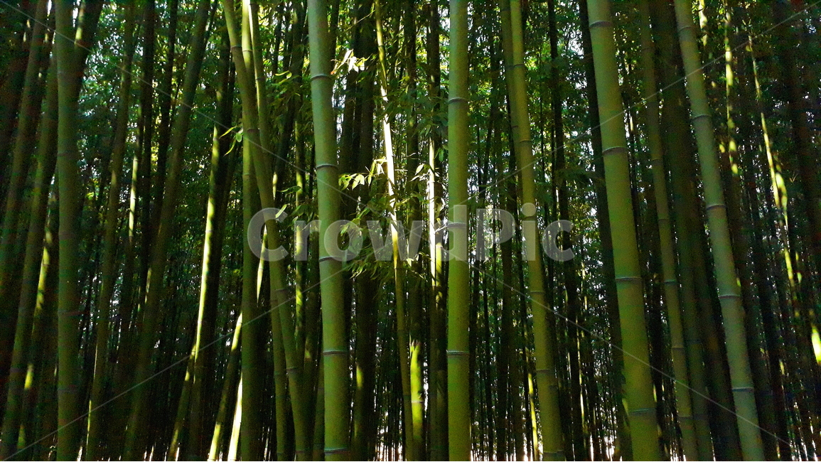 대나무,대나무숲,숲,빛,태양,숲속,대나무길,나무,식물,식물,자연,plants,nature,나무,trees,wood