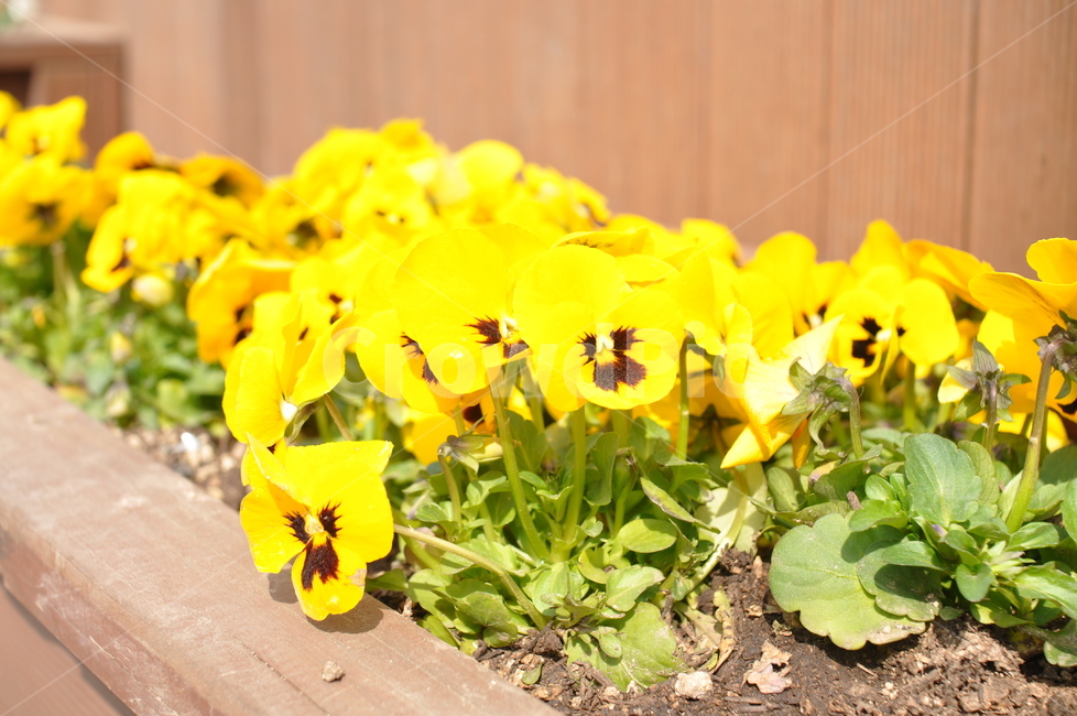 팬지,팬지꽃,봄꽃,pansy,삼색제비꽃,봄이미지,봄,화려한,예쁜,화사한,flowers,노란,식물,plants,식물,자연,plants,nature,꽃,flower
