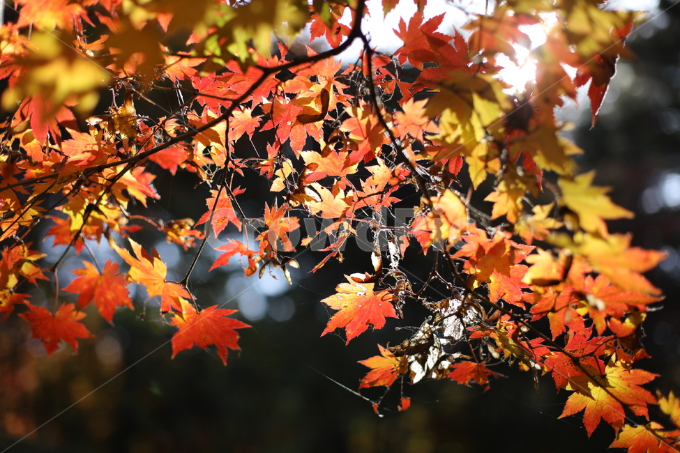 단풍,붉은단풍,나무,나뭇잎,가을,가을,계절,fall,autumn,season,plant,식물,leaf,잎,tree,maple