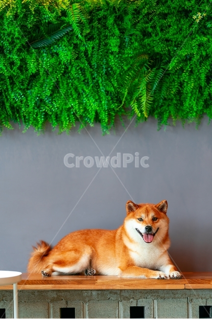 pet,animal,동물,canine,포유류,개,dog,시바,시바견,시바이누,동물,animal,포유류,mammal,개,강아지,dog,doggy