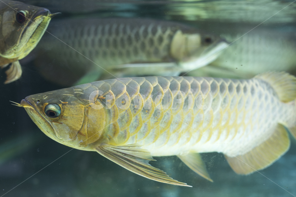 아로와나,물고기,열대어,수족관,금색,어류,피쉬,동물,animal,어류,물고기,fish