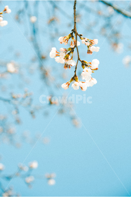 벚꽃,벚나무,꽃,봄,꽃구경,꽃놀이,봄,계절,spring,season,식물,자연,plants,nature,꽃,flower,감성,sensible,feeling,색깔,색상,색채,색감,color sense,color sensitivity,feeling of color,plant