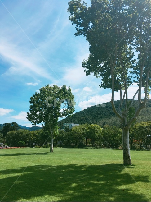 나무,풍경,공원,하늘,구름,여름,자연,풍경,nature,landscape,grass,잔디,plant,식물,outdoors,옥외