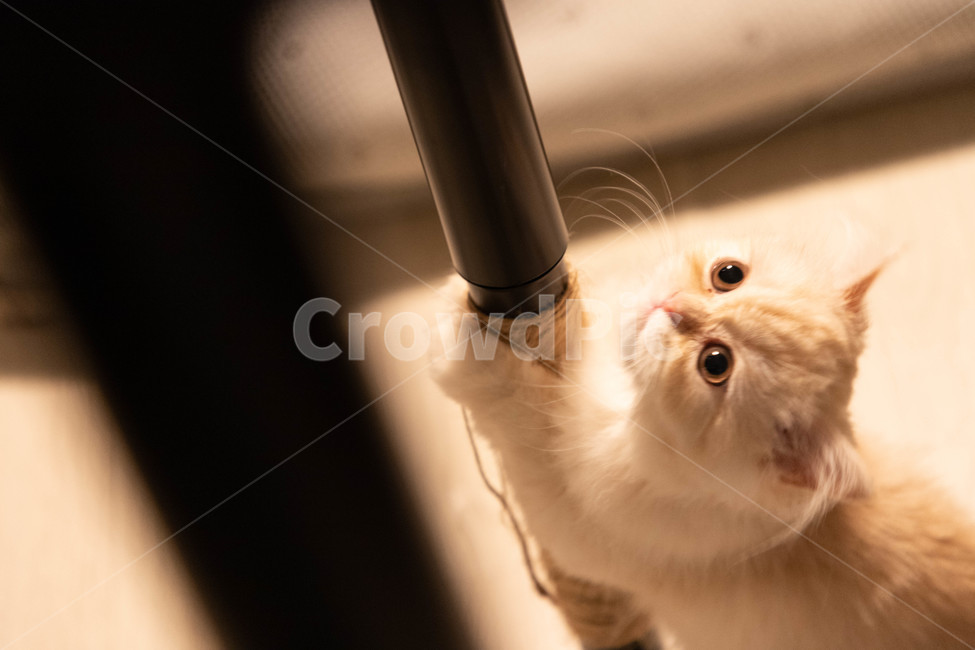 고양이,감성,귀여움,치명적,cute,pretty,cat