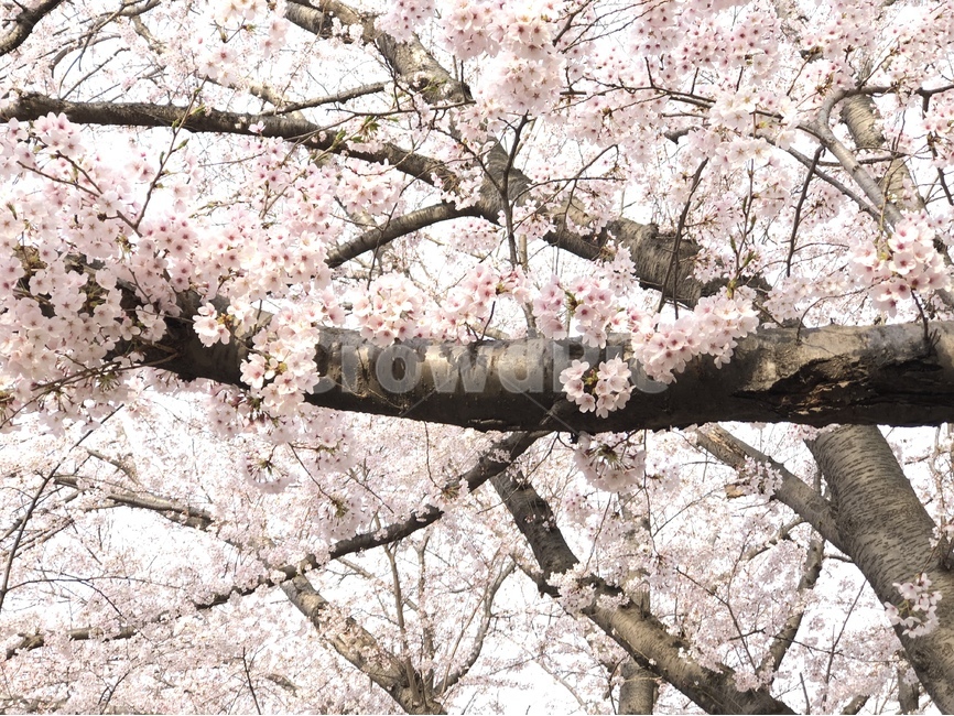 벚꽃,봄,핑크,꽃,분홍색,봄,계절,spring,season,식물,자연,plants,nature,꽃,flower,나무,trees,wood,plant,blossom,cherry blossom