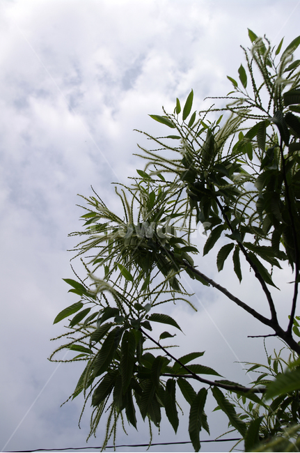 밤꽃,꽃,식물,flower,plant,식물,자연,plants,nature