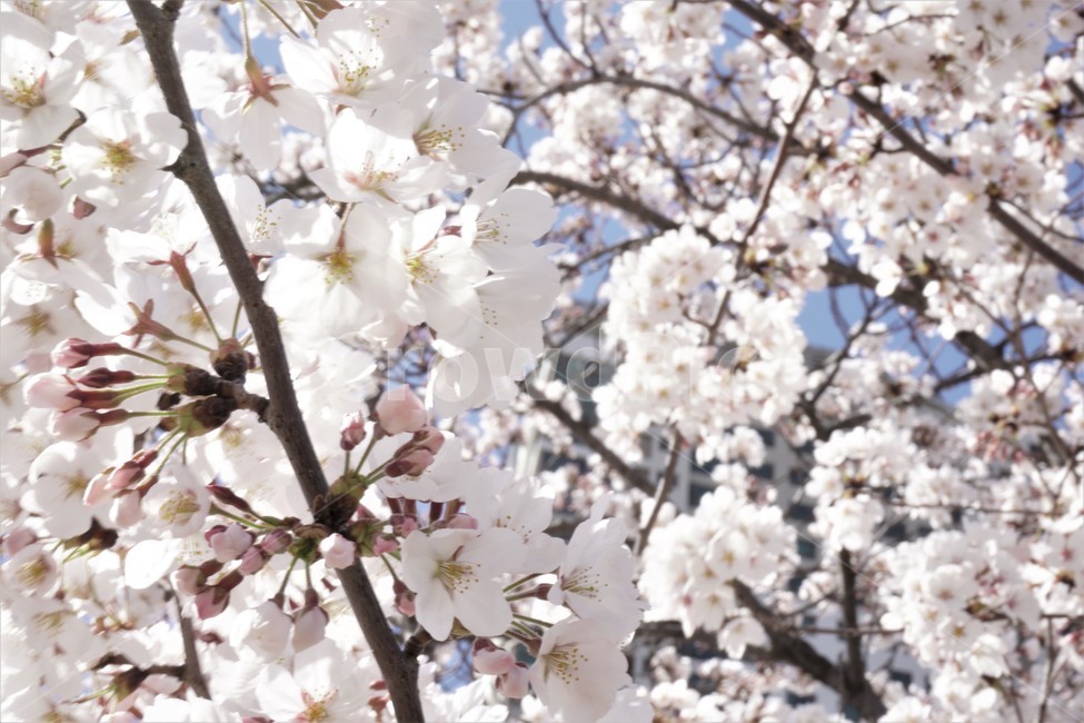 wait,pink,warmth,Spring news,in full bloom,expectation,pink flower,cherryblossoms,flower,spring,spring flowers,season,Emotion,spring season,cherry blossom