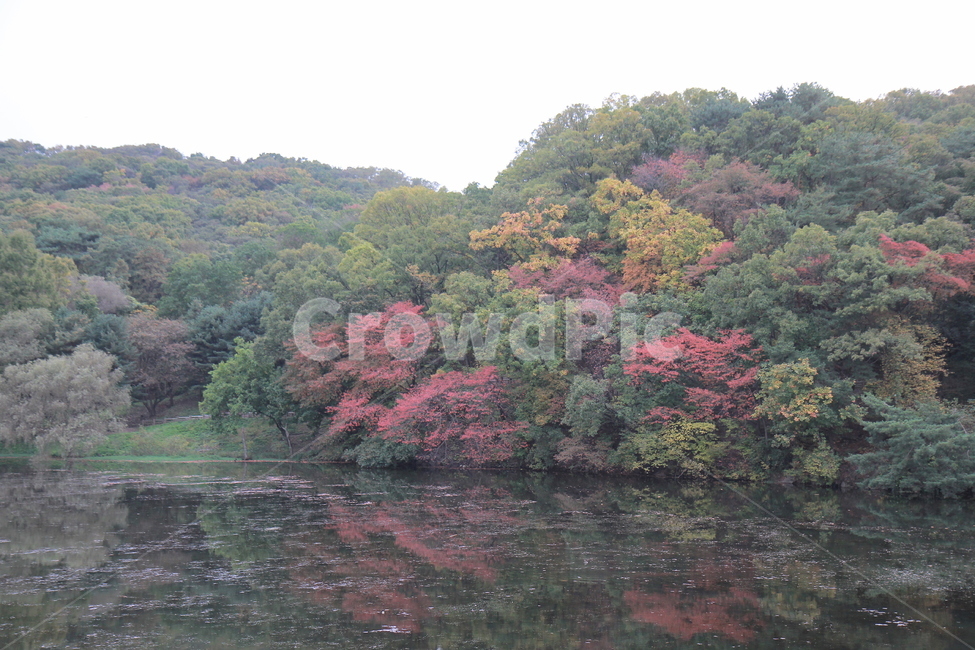 자연,호수,물가,나무,가을,단풍,자연,풍경,nature,landscape