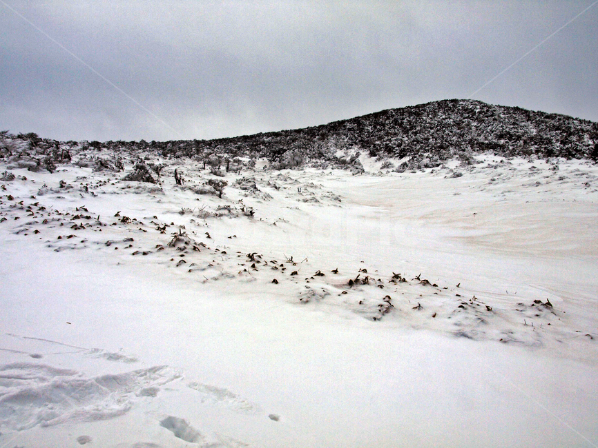 어리목,한라산,제주도,겨울,겨울산,설화,설목,설경,눈,등산,겨울,계절,winter,season,자연,풍경,nature,landscape,outdoors,옥외,soil,흙