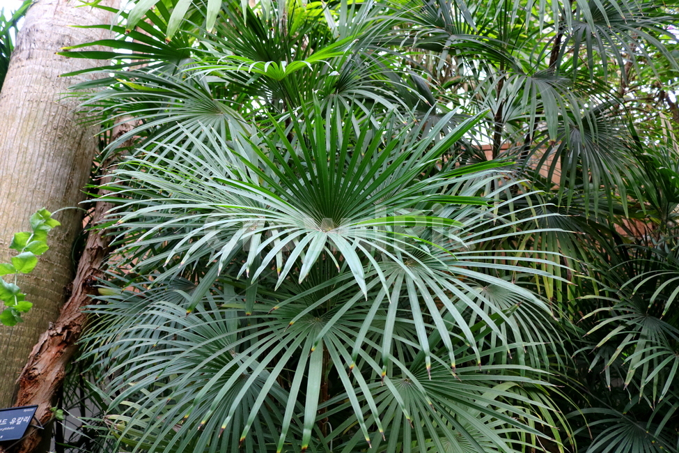 나무,야자나무,금산죽,야자과,식물,열대식물,자연,식물원,식물,자연,plants,nature
