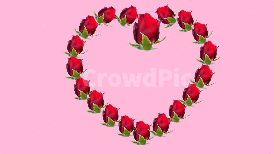 flower,꽃,petal,꽃잎,rose,식물,blossom,화이트데이,배경,발렌타인데이,발렌타인,기념일,하트,사랑,love,event,feeling,lovely,장미하트,꽃하트,valentine,장미