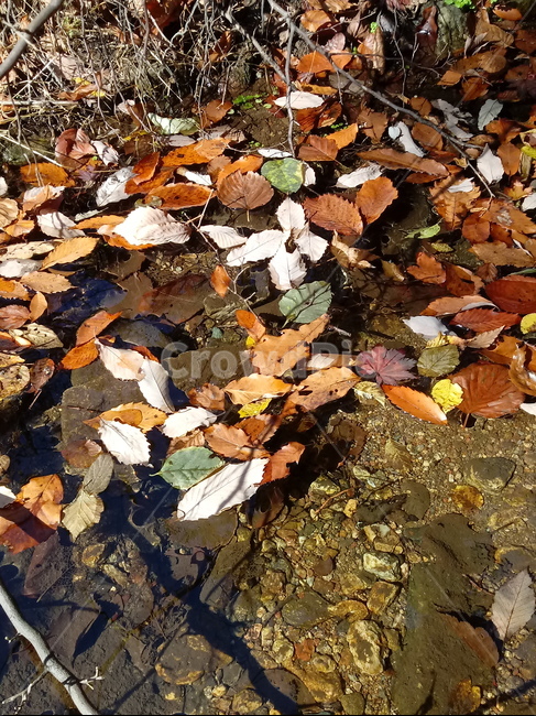 낙엽,단풍,leaves,나뭇잎,maple,잎,계절,가을,자연,풍경,outdoors,옥외,fallautumnseason,naturelandscape,풍경사진,물,가을,계절,fall,autumn,season,plant,식물,leaf,tree,나무