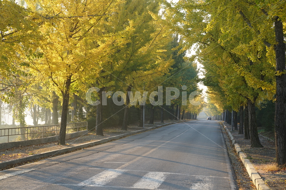 가로수,은행나무길,은행나무,가을은행나무,노랑잎,가로수길,tree,나무,plant,식물,tarmac,타맥,asphalt,아스팔트,road,도로,가을,계절,fall,autumn,season
