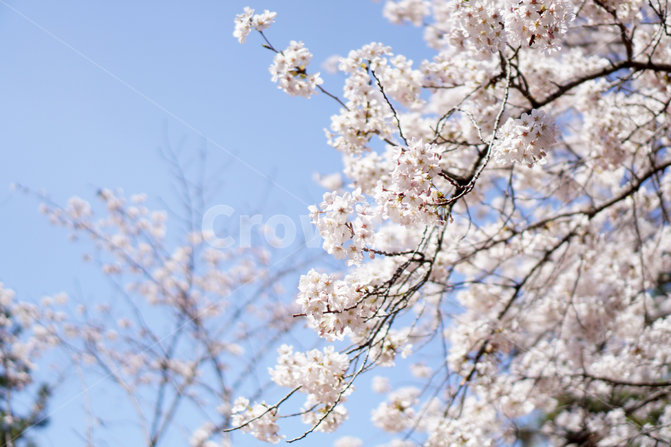 꽃,벚꽃,풍경,계절,자연,하늘,나무,감성,식물,flower,cherryblossoms,season,plants,nature,sensible,feeling,식물,자연,plants,nature,꽃,flower