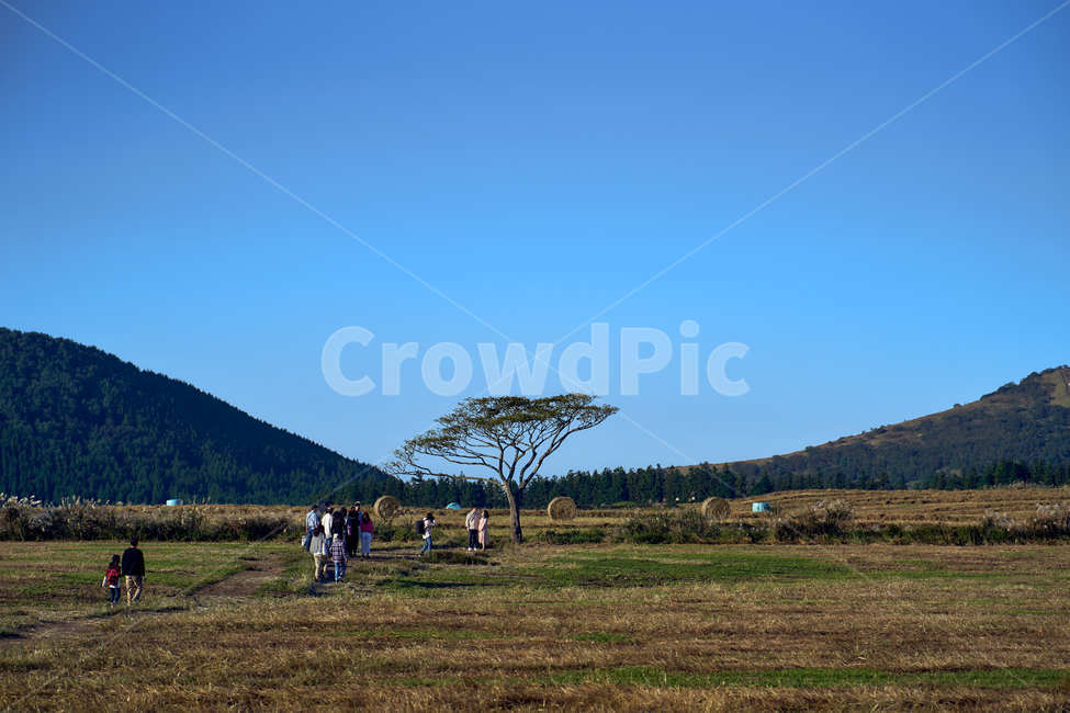 나홀로나무,푸른하늘,sky,풍경,landscape,nature,자연,목초지,grassland,outdoors,옥외