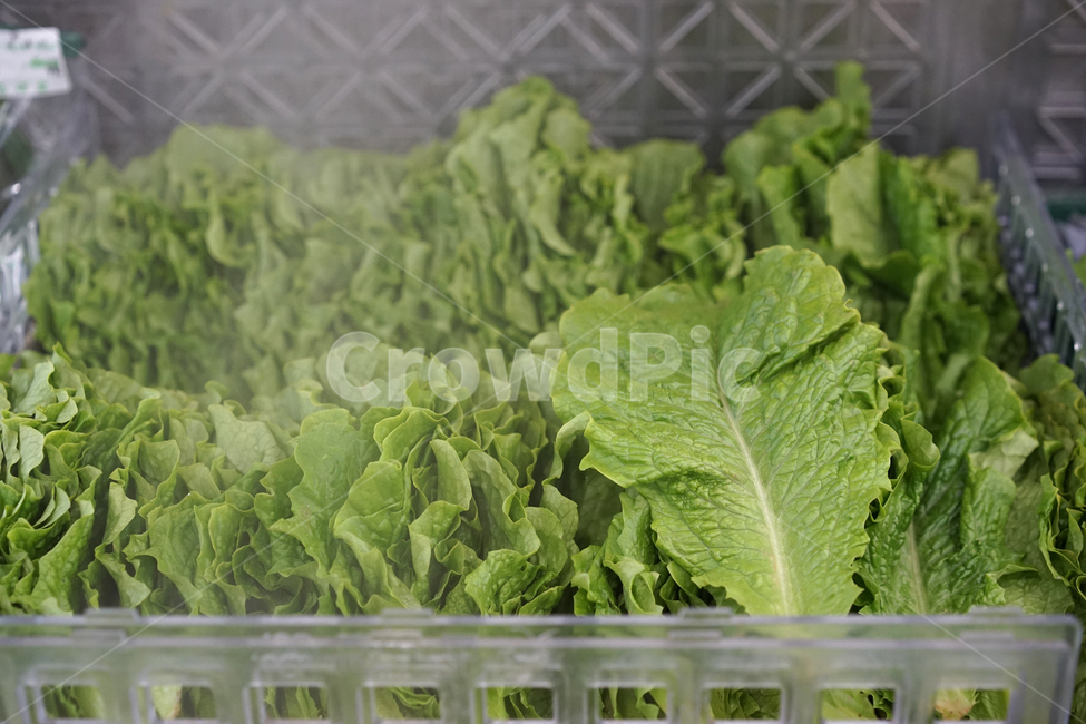 vegetables,야채,채소,신선한,유기농,식품,건강,상추,자연,채식,채식주의자,녹색,마트,시장,음식,식재료,요리,food,cook,meal,dishes,food reserves,채소,야채,vegetables