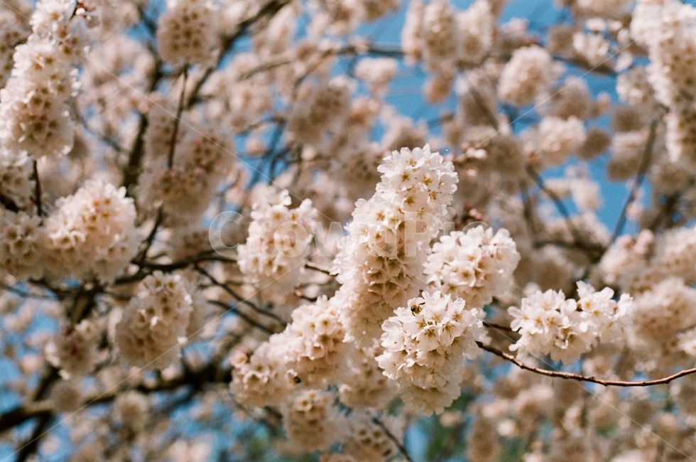 봄,벚꽃,봄날,꽃,봄꽃,spring,봄,계절,spring,season,식물,자연,plants,nature,꽃,flower,plant,blossom,cherry blossom
