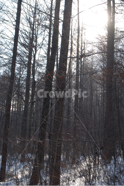 나무,tree,설경,snow,겨울,winter,가을,계절,fall,autumn,season,식물,자연,plants,nature,나무,trees,wood,plant