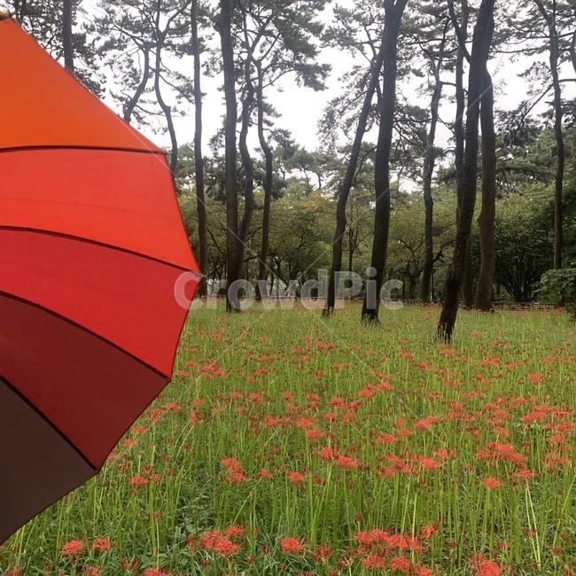 꽃,플라워,우산,비,자연,풍경