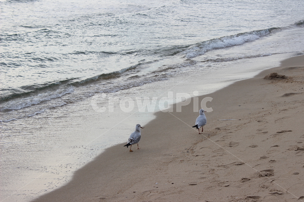 자연,새,bird,바닷가,바다,gull,갈매기,파도,wave,beach,nature,여유,자유,해변,물결