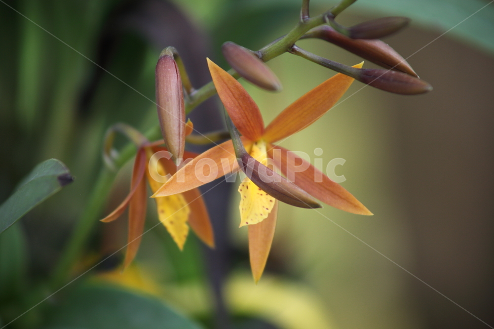 꽃,식물,온실,plant,flower,식물,자연,plants,nature
