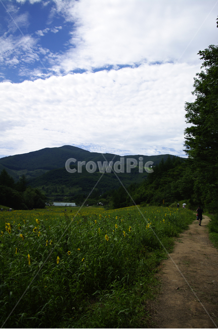 해바라기,꽃밭,하늘,구름,풍경,자연,풍경,nature,landscape,grassland,목초지,field,들,outdoors,옥외