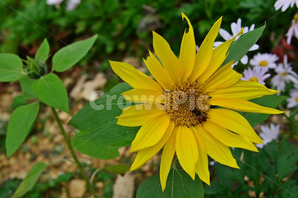 plant,식물,blossom,flower,꽃,구절초꽃,구절초,해바라기,해바라기꽃,벌