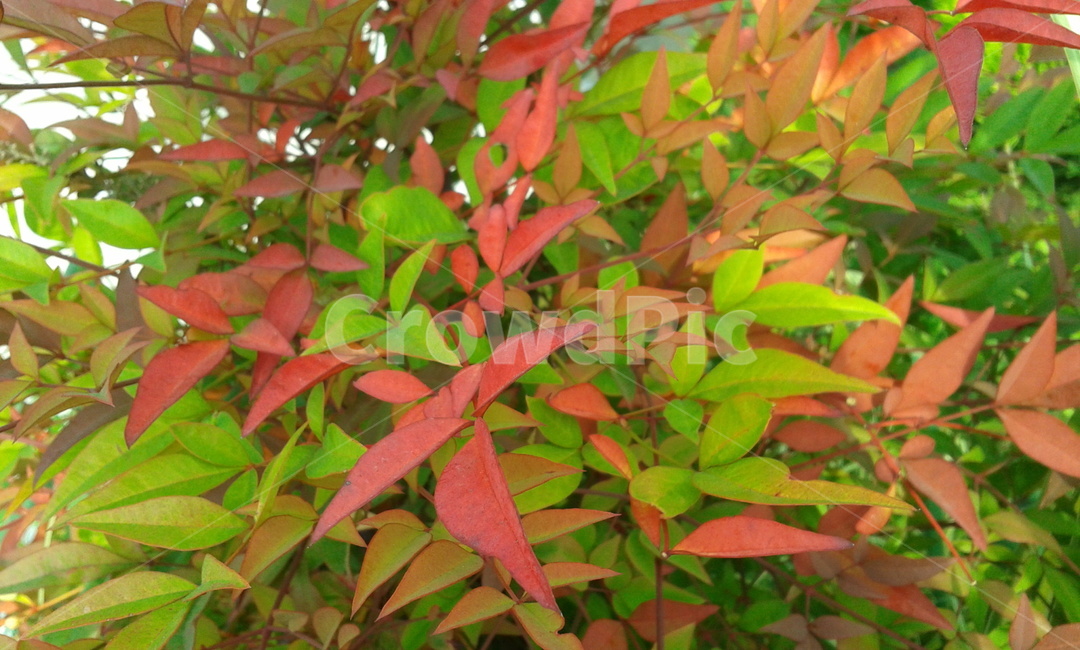 leaf,잎,plant,식물,초록,식물,자연,plants,nature