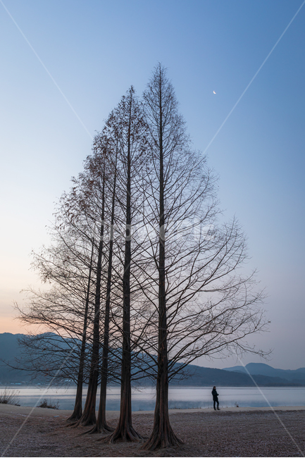 두물머리,메타세콰이아,나무,물,한강,자연,tree,식물,plant,nature,산책,달,moon