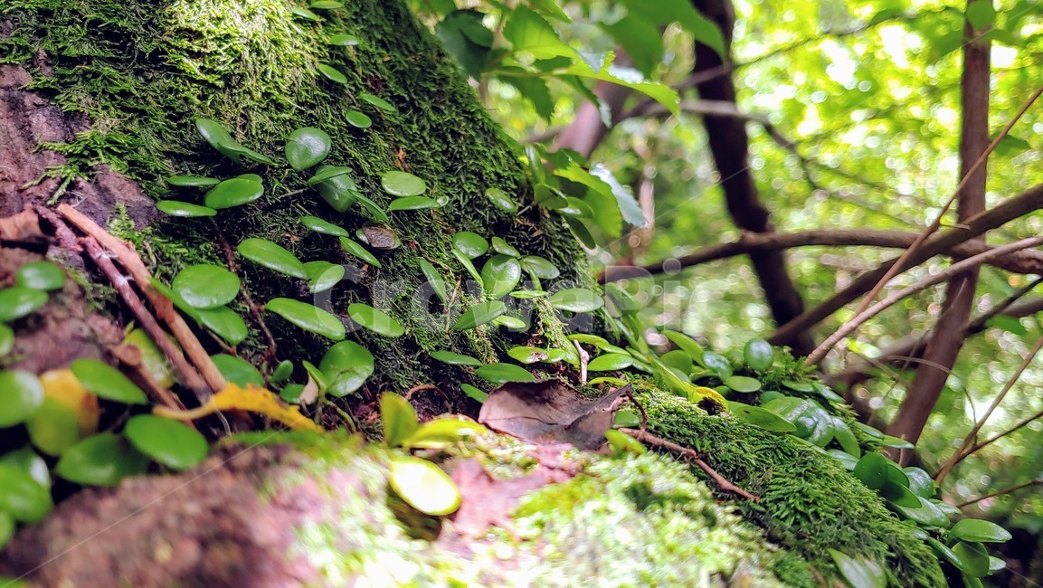 forest,Gotjawal,green,Jeju Island Nature,nature,tree,jeju island,jejuforestlandscape,Jeju primeval forest,Jeju Forest,jejuforest,Jeju volcanic rock