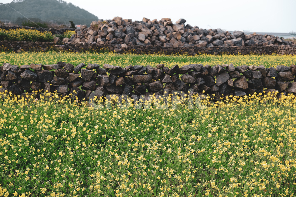 유채꽃,봄,풍경,spring,flower,제주도,jeju,jeju island