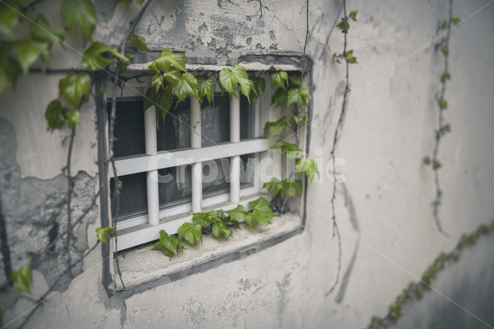 창가,건물,벽,넝쿨,window,초록색,green,여름,summer