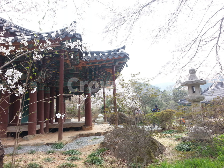여수,영취산,흥국사,이교관,벚꽃,한국전통,한국문화,korean traditional,korean culture,식물,자연,plants,nature,꽃,flower,종교,신앙,religion,belief,faith