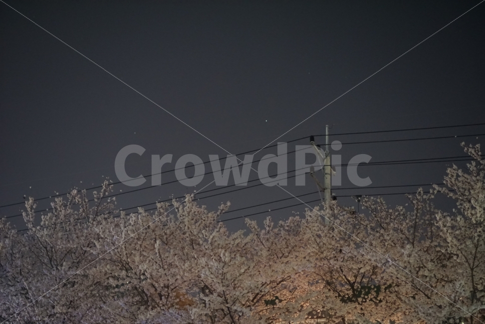 Cherry Blossom,electricwire,cherryblossoms,Mugeocheon,cherry blossoms at night,electric wire,night sky,Gunggeorang,Dimly,Starlight Ulsan,telephonepole,sky,star,wallpaper,starlight,nightsky,flower,cherry blossom tree,wire,background,telephone pole,Ulsan Fe