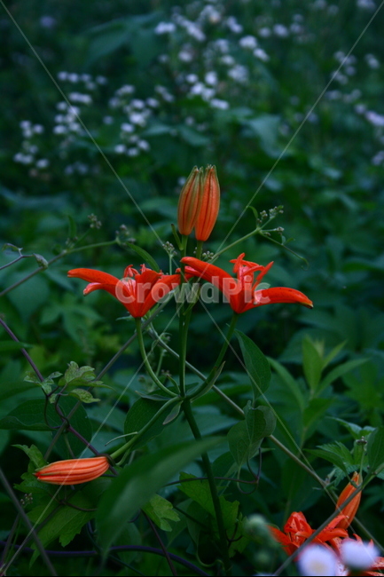 하늘나리,백합과,뇌백합,산단,하눌나리,약용식물,야생화,식물,식물,자연,plants,nature,꽃,flower