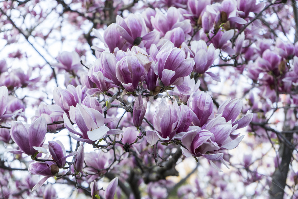 plant,식물,blossom,꽃,flower,목련,봄,나무,magnolia,tree,spring,pink,white