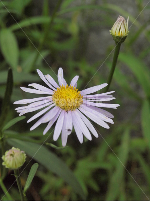 blossom,식물,plant,꽃,flower,daisies,데이지,daisy,식물,자연,plants,nature,꽃,flower