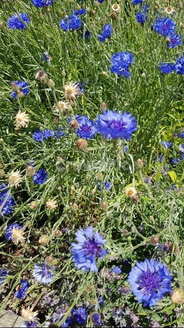 파란색꽃,꽃,식물,자연,파란색,푸른색꽃