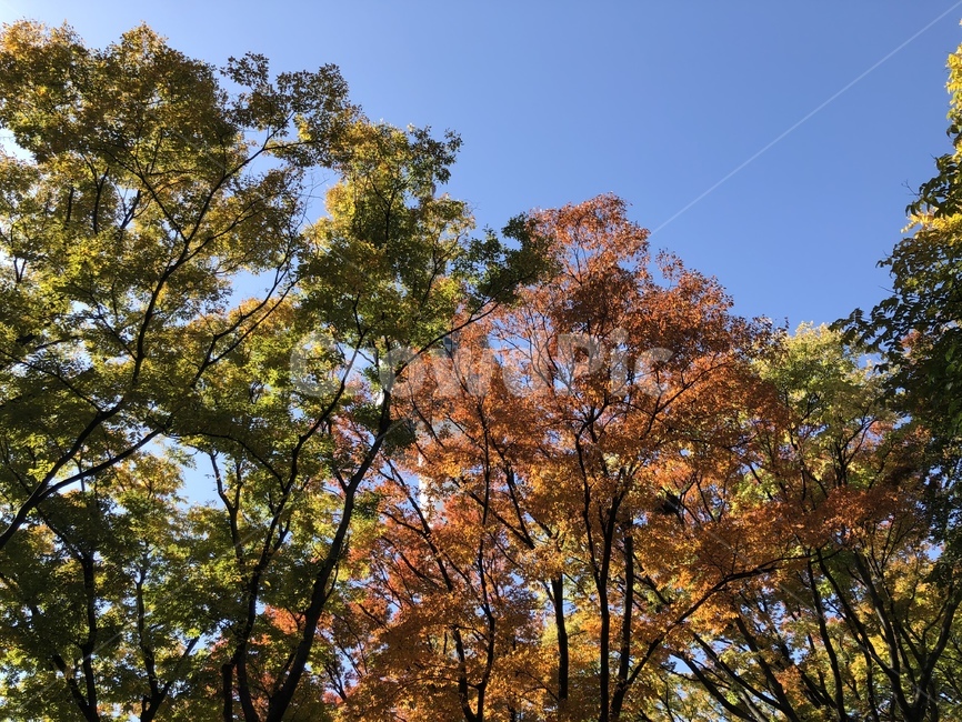 plant,식물,tree,나무,treetrunk,나무줄기,단풍