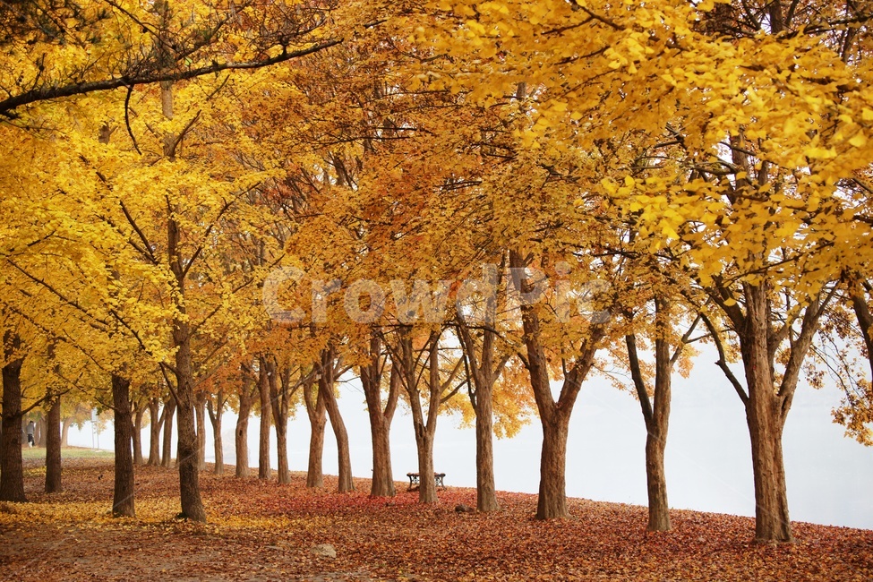 단풍,송호리,국민관광지,가을,풍경,가을,계절,fall,autumn,season,자연,풍경,nature,landscape,한국자연풍경,한국자연경관,korea nature landscape,tree,나무,plant,식물,tree trunk,나무 줄기