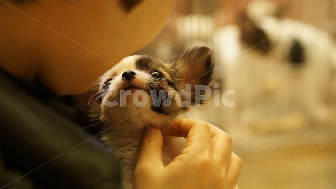 강아지,치와와,장모치와와,개,반려동물,동물,포유류,puppy,dog,doggy,chihuahua,animal,mammal,longhairedchihuahua,동물,animal,포유류,mammal,개,강아지,dog,doggy