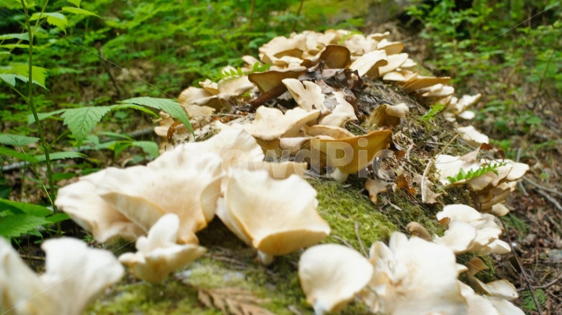 버섯,버섯군락,식물,자연,mushroom,plant,nature